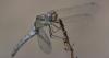 Sympetrum striolatum